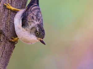 Preview wallpaper sitella, bird, wildlife, tree, bark