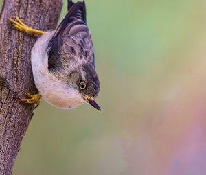 Preview wallpaper sitella, bird, wildlife, tree, bark