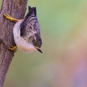 Preview wallpaper sitella, bird, wildlife, tree, bark