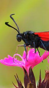 Preview wallpaper six-spot burnet, butterfly, flowers, macro