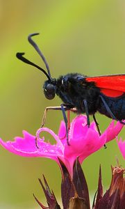 Preview wallpaper six-spot burnet, butterfly, flowers, macro