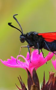 Preview wallpaper six-spot burnet, butterfly, flowers, macro