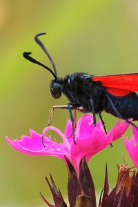 Preview wallpaper six-spot burnet, butterfly, flowers, macro