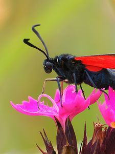 Preview wallpaper six-spot burnet, butterfly, flowers, macro