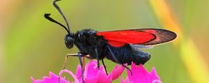 Preview wallpaper six-spot burnet, butterfly, flowers, macro