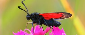 Preview wallpaper six-spot burnet, butterfly, flowers, macro