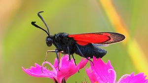 Preview wallpaper six-spot burnet, butterfly, flowers, macro