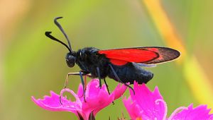 Preview wallpaper six-spot burnet, butterfly, flowers, macro