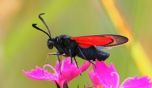 Preview wallpaper six-spot burnet, butterfly, flowers, macro