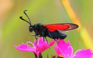 Preview wallpaper six-spot burnet, butterfly, flowers, macro