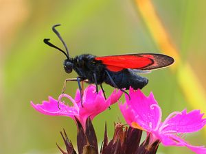 Preview wallpaper six-spot burnet, butterfly, flowers, macro