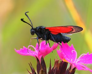 Preview wallpaper six-spot burnet, butterfly, flowers, macro