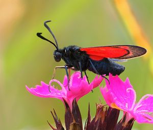 Preview wallpaper six-spot burnet, butterfly, flowers, macro