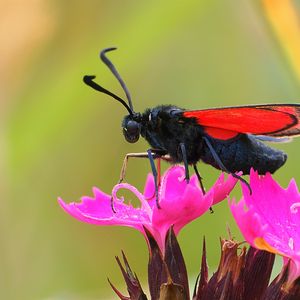 Preview wallpaper six-spot burnet, butterfly, flowers, macro