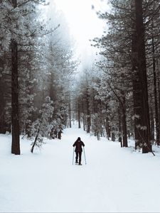 Preview wallpaper skier, forest, snow, winter, walk