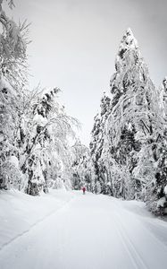 Preview wallpaper skier, silhouette, snow, trees, winter