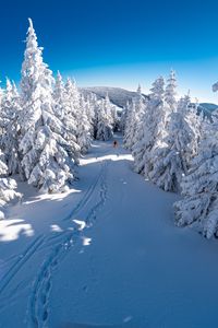 Preview wallpaper skier, snow, trees, descent, mountain, winter