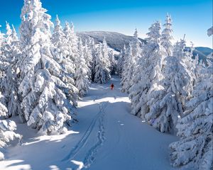 Preview wallpaper skier, snow, trees, descent, mountain, winter
