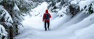 Preview wallpaper skier, snow, trees, winter