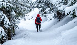 Preview wallpaper skier, snow, trees, winter