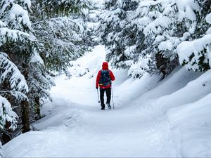 Preview wallpaper skier, snow, trees, winter