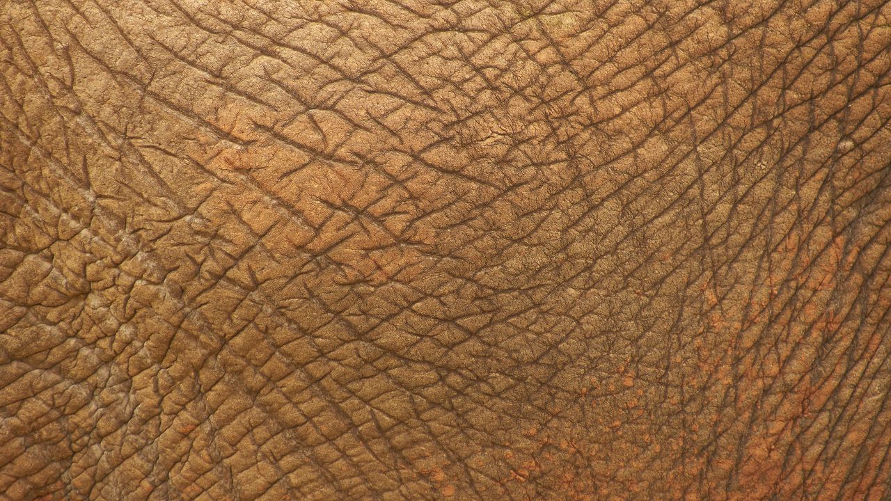 Wallpaper skin, folds, texture, animal
