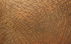 Preview wallpaper skin, folds, texture, animal