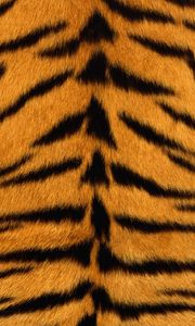 Preview wallpaper skin, tiger, stripes, fur, striped
