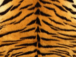 Preview wallpaper skin, tiger, stripes, fur, striped