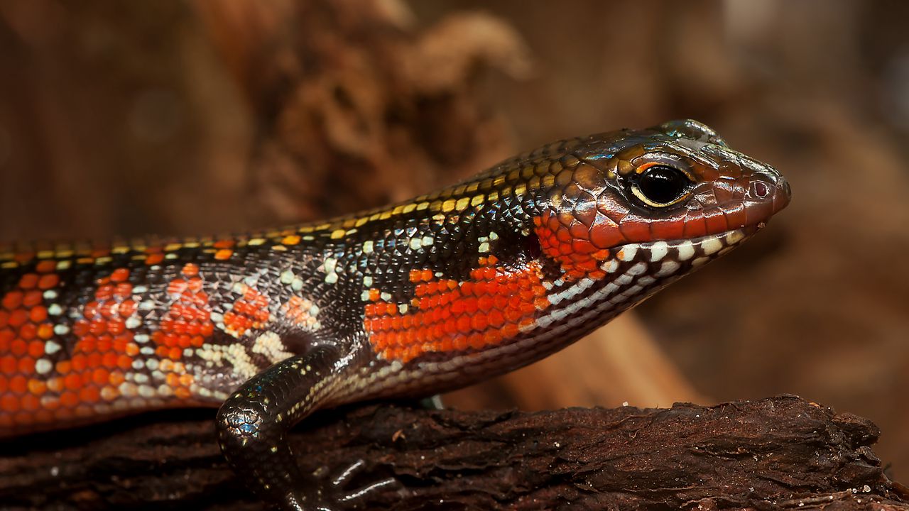 Wallpaper skink, lizard, reptile, color