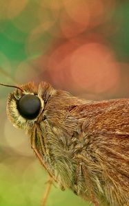 Preview wallpaper skipper, butterfly, close-up, eyes