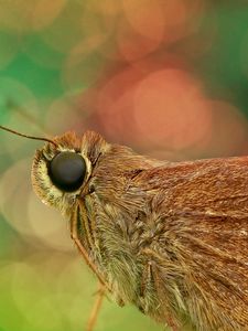 Preview wallpaper skipper, butterfly, close-up, eyes