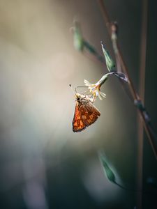 Preview wallpaper skipper, butterfly, flower, macro