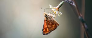 Preview wallpaper skipper, butterfly, flower, macro