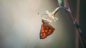 Preview wallpaper skipper, butterfly, flower, macro