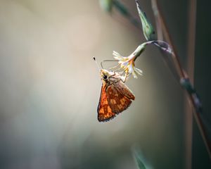 Preview wallpaper skipper, butterfly, flower, macro