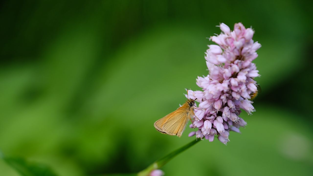 Wallpaper skipper, butterfly, flower, serpentine, macro