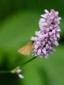 Preview wallpaper skipper, butterfly, flower, serpentine, macro