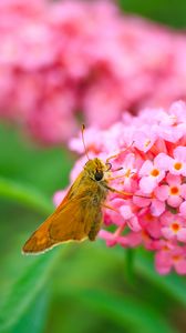 Preview wallpaper skipper, butterfly, flowers, macro, blur
