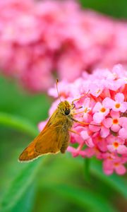 Preview wallpaper skipper, butterfly, flowers, macro, blur