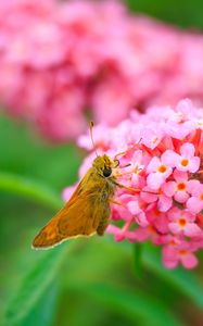 Preview wallpaper skipper, butterfly, flowers, macro, blur