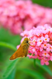 Preview wallpaper skipper, butterfly, flowers, macro, blur