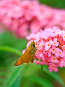 Preview wallpaper skipper, butterfly, flowers, macro, blur