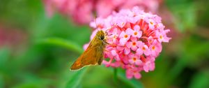 Preview wallpaper skipper, butterfly, flowers, macro, blur
