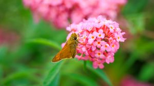 Preview wallpaper skipper, butterfly, flowers, macro, blur