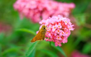 Preview wallpaper skipper, butterfly, flowers, macro, blur