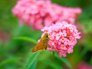Preview wallpaper skipper, butterfly, flowers, macro, blur