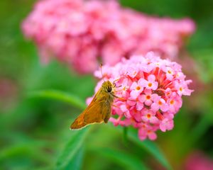 Preview wallpaper skipper, butterfly, flowers, macro, blur