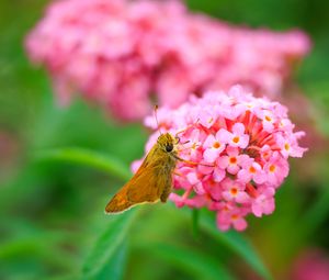Preview wallpaper skipper, butterfly, flowers, macro, blur
