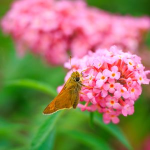 Preview wallpaper skipper, butterfly, flowers, macro, blur